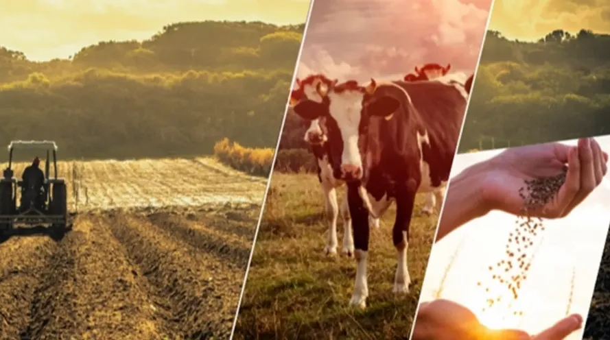 Çiftçiye  711 Milyon Liralık Destek Bugün Hesaplarda