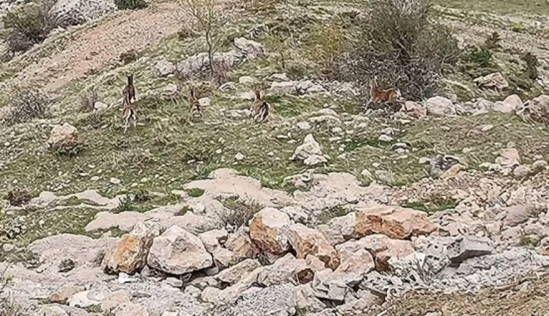 Aç kalan yaban hayvanları şehir merkezine kadar indi