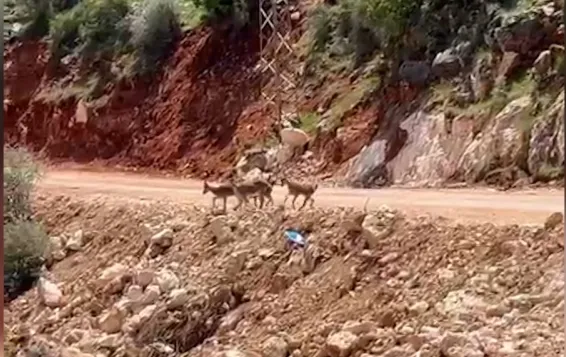 Besni